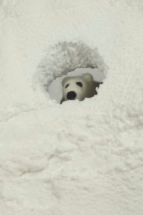 Polar Opposite海报