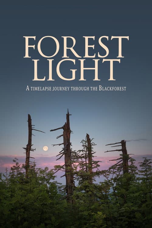 Forest Light海报