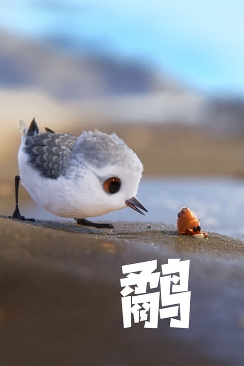 鹬海报