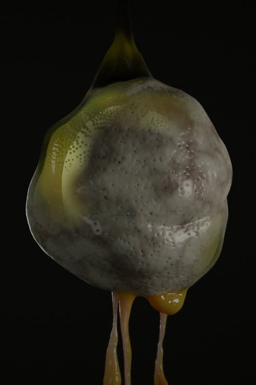 Soup Frog海报