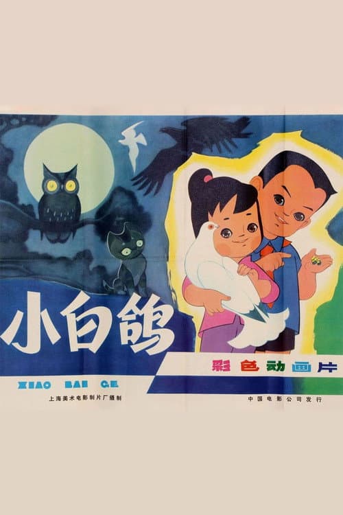 小白鸽海报